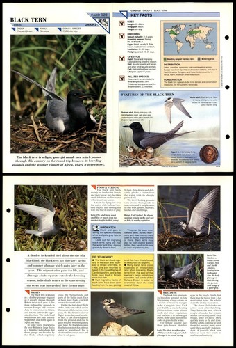 Black tern 122 birds wildlife - black,
