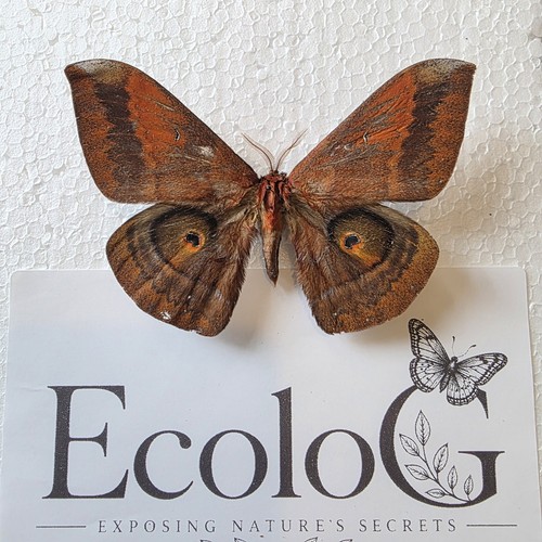 Salassa thespis moth - , set