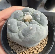 5cm Caci Self Rooted WYSIWYG