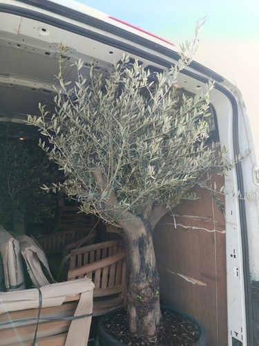 Ancient olive tree 100 years - olive,