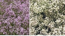 Baby's Breath Flower seeds, Gypsophila Paniculata, White, Pink