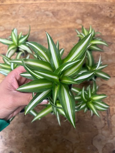 Spider plant chlorophytum - spider,