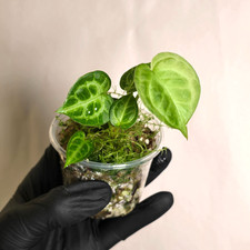 Anthurium hoffmannii x