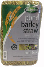 Blagdon Pond Barley Straw