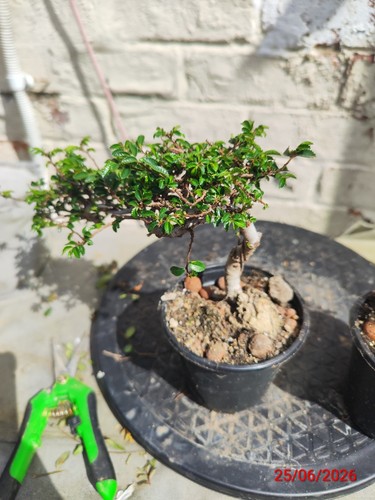 Chinese elm - chinese,