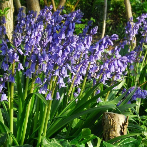 English bluebell - english,