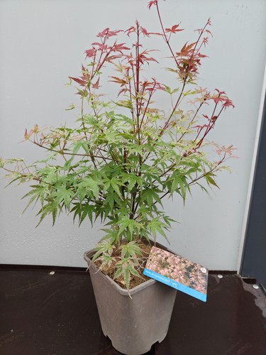 Acer palmatum phoenix - acer,