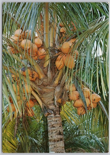 Florida coconut palm tree - coconut,
