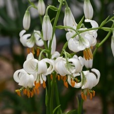 15 LILIUM MARTAGON (White) seeds---Flower seeds--Plant seeds--Gardening--Gifts