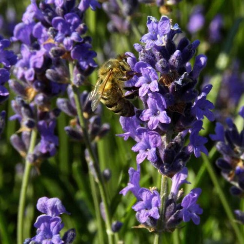 Lavandula angustifolia vera - lavandula, 'vera'