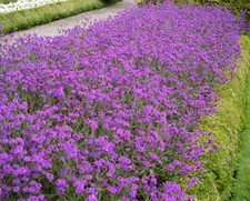 Verbena rigida -  Slender