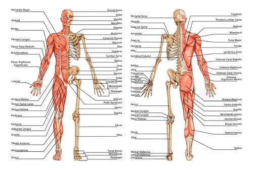 Human skeleton muscle - human,