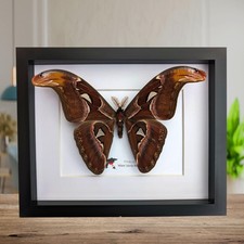 Framed atlas moth taxidermy