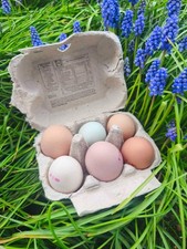 Mixed Chicken Eggs x 6 - Farm