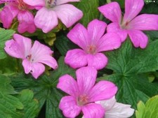 Geranium Endressi 5 Bare Root