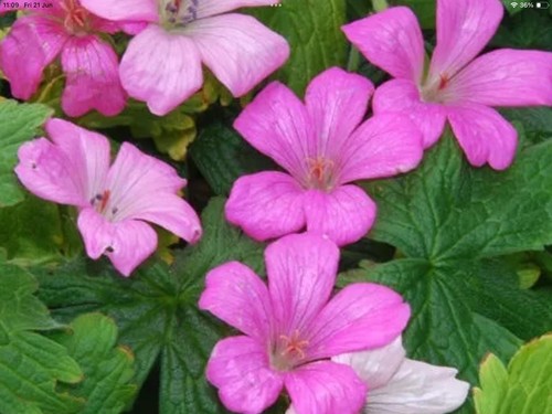 Geranium endressi wargrave - geranium,