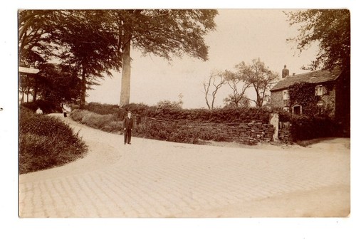 Lancashire beech tree park - lancashire.,