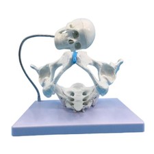 Female Pelvis Structure Model Bladder Simulation Models 1:1 Life Size Simulated