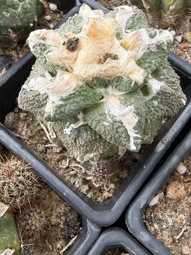 7cm ariocarpus hybird - ariocarpus,