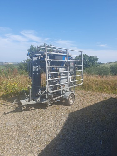 Cattle foot trimming - foot,