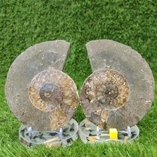Polished ammonite fossil - , north