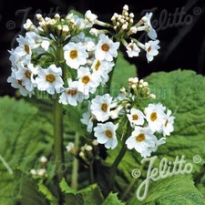 Primula japonica ‘Alba’ x3