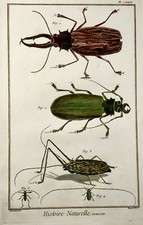 1751 Beetles, insects, Martinet, hand coloured, 39 cm large folio
