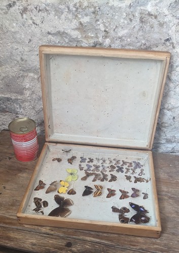Wooden entomology display - entomology, case