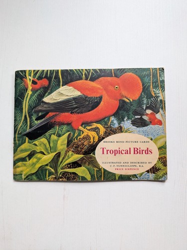 Vintage tropical birds - ,