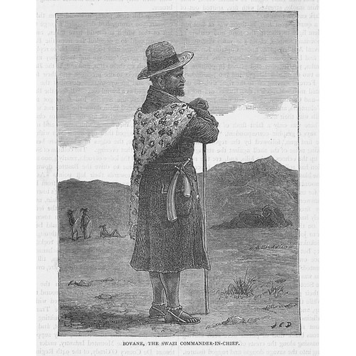 Zulu war bovane - zulu, swazi