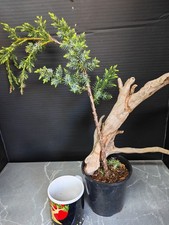 Tanuki Needle Juniper DIY
