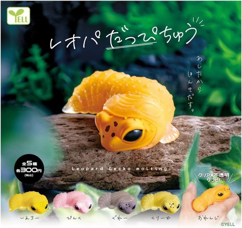 Leopard gecko molting - gecko, set