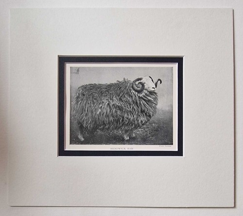 Parsons herdwick ram 1918 - parsons,
