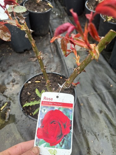 Potted rose dublin - potted, bay'