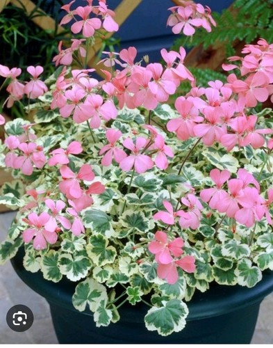 Pelargonium