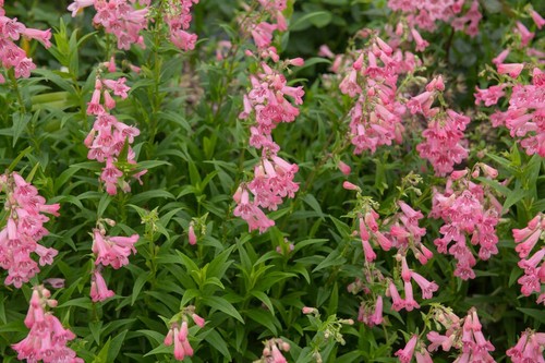 Penstemon hewell s pink - 3, 'hewell's