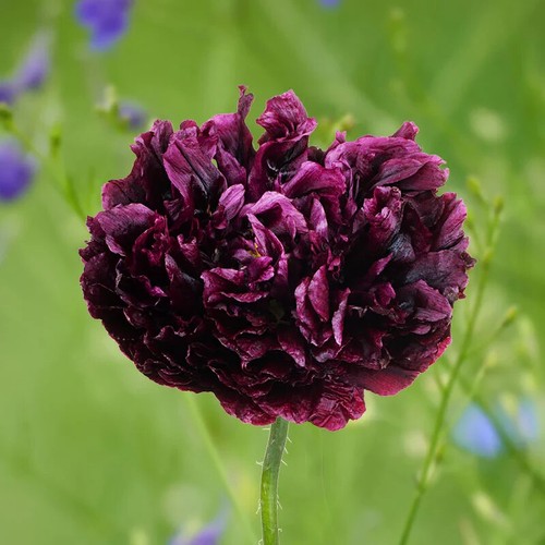 Papaver black paeony - 'black, paeony'