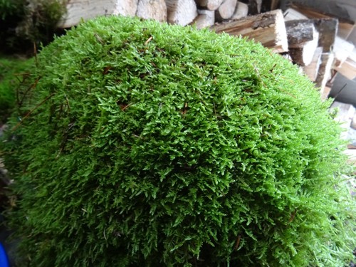 Live carpet sheet moss hypnum - carpet, /sheet