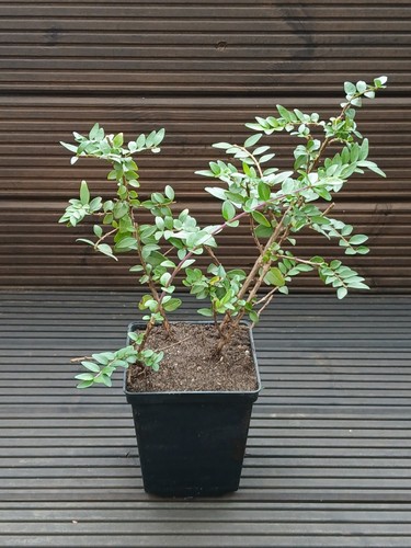 Lonicera nitida hedging box - lonicera,