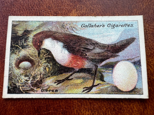 Gallaher birds nests eggs - gallaher,