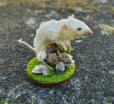 Small taxidermy mouse, mounted