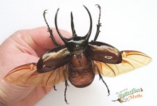 Chalcosoma atlas Huge beetle