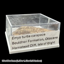 Emys Turtle Carapace Fossil