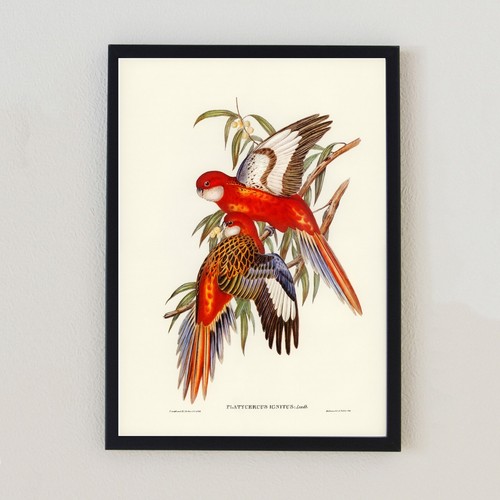 Parrots vintage birds - parrots,