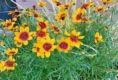 Coreopsis sizzle spice - sizzle,