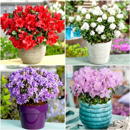 Dwarf rhododendron - dwarf,