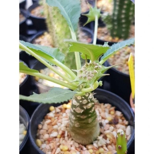 Dorstenia mixed seeds - ,, 100
