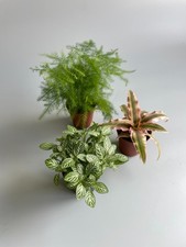 Terrarium Plants Bundle | Terrarium Plants in 5-6cm Pot |  Small House Plants