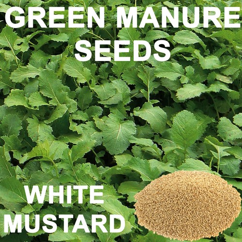 Green manure white mustard - white,