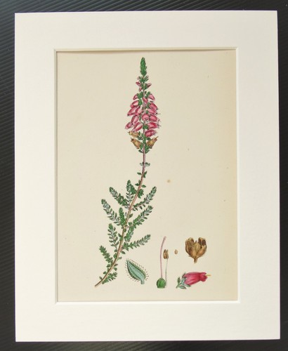Heath heather sowerby - heath, or